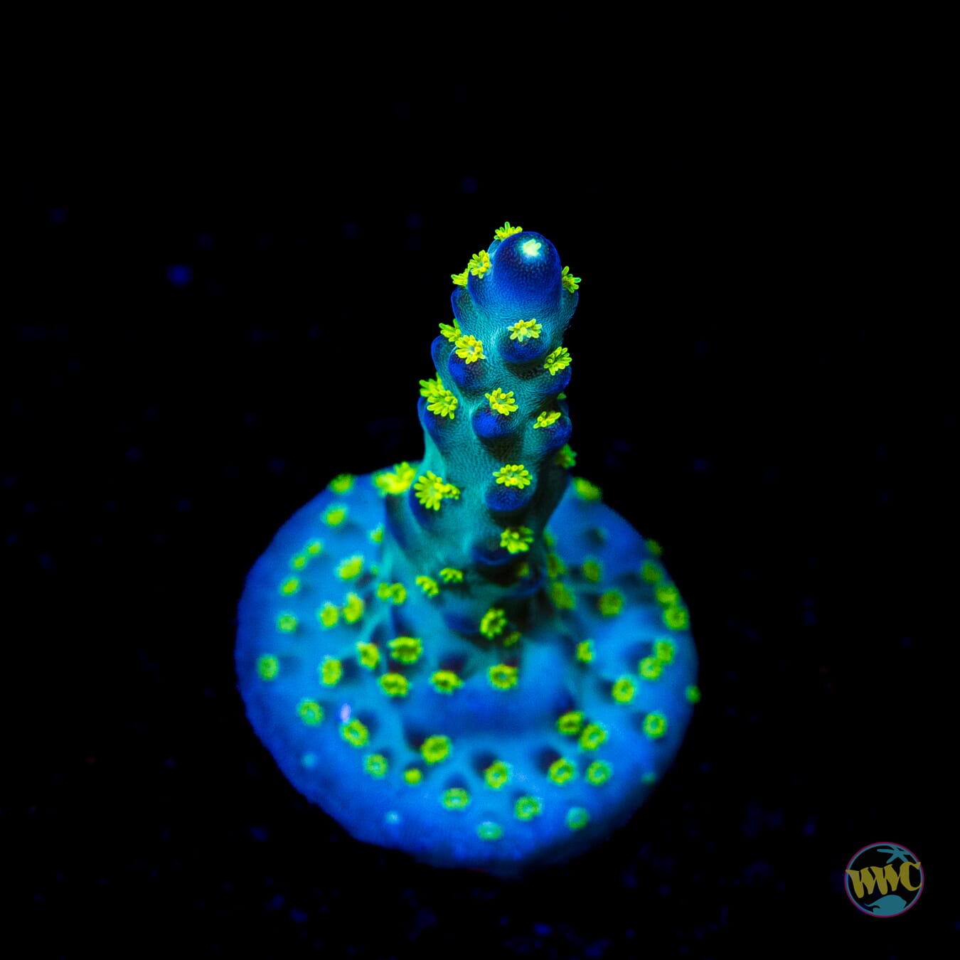 Jason Fox Fantasy Island Acropora