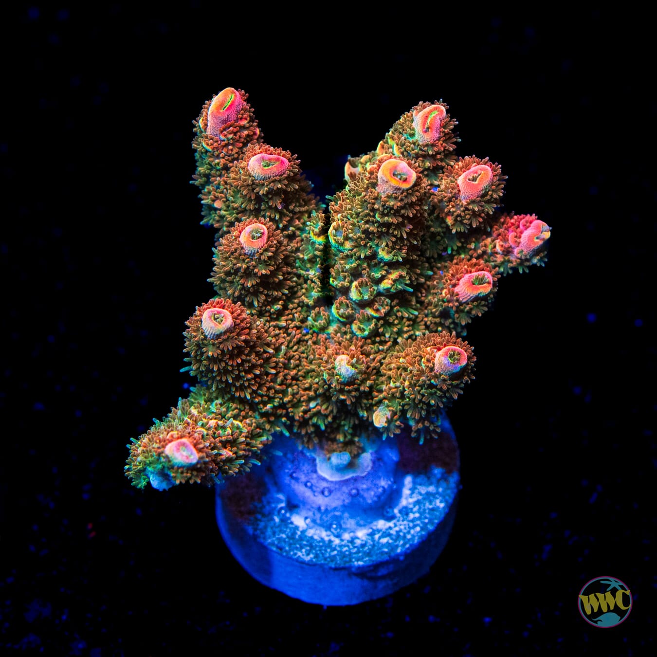Bill Murray Acropora