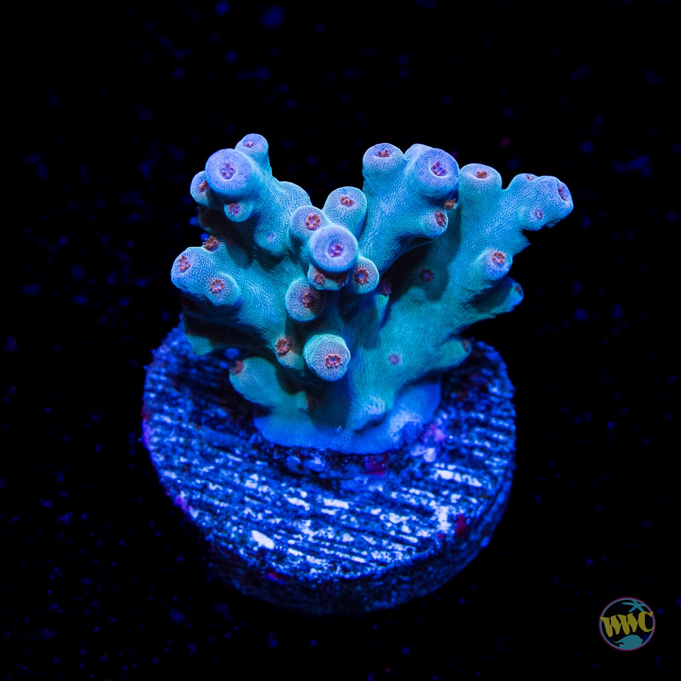 WWC White Walker Acropora
