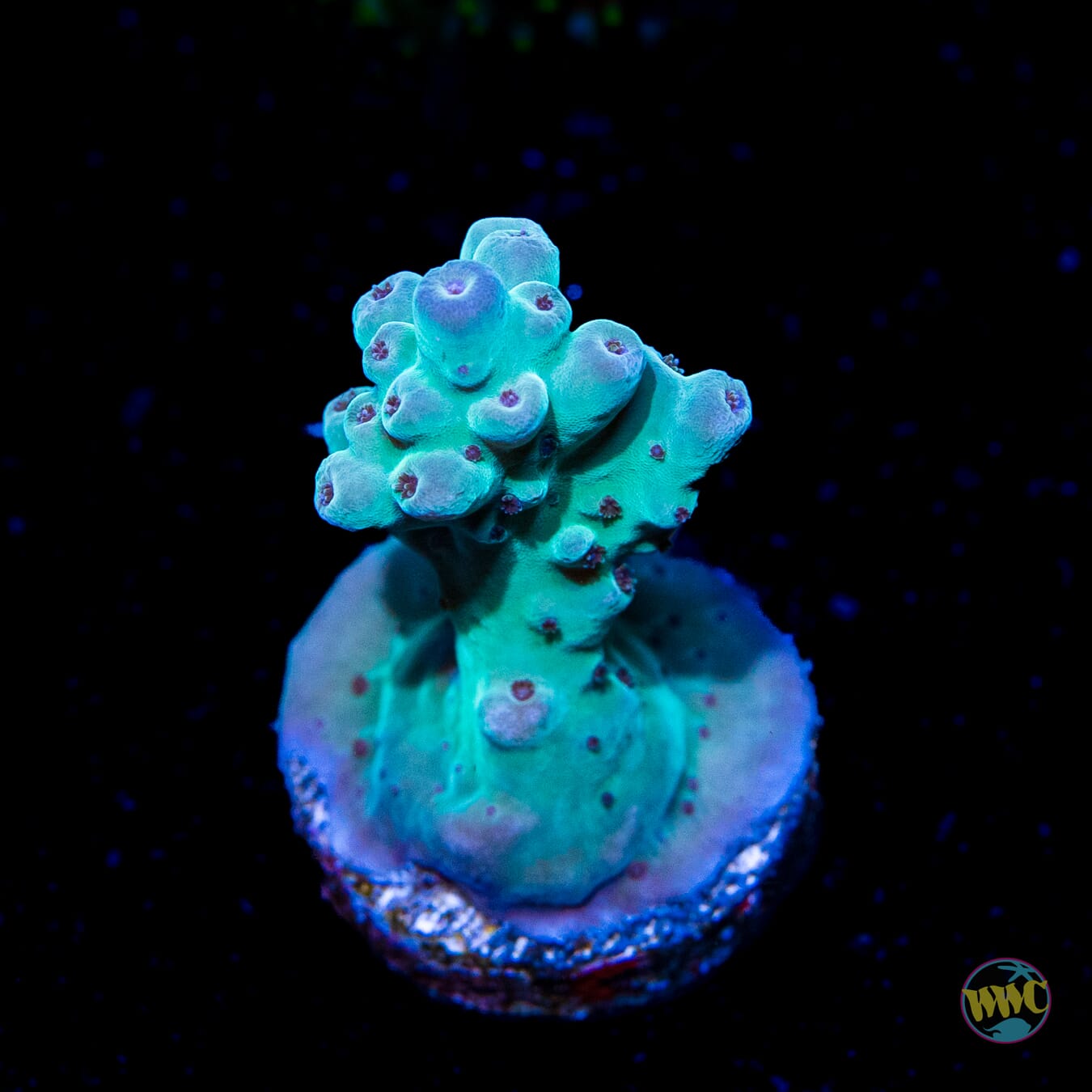 WWC Ice Breaker Acropora