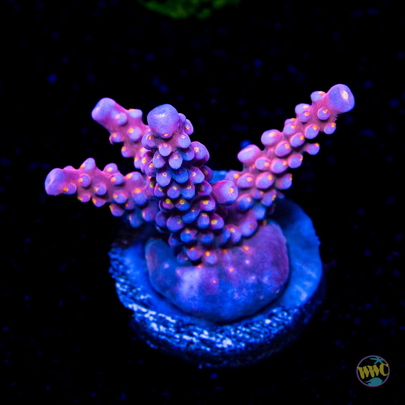 WWC All Star Acropora