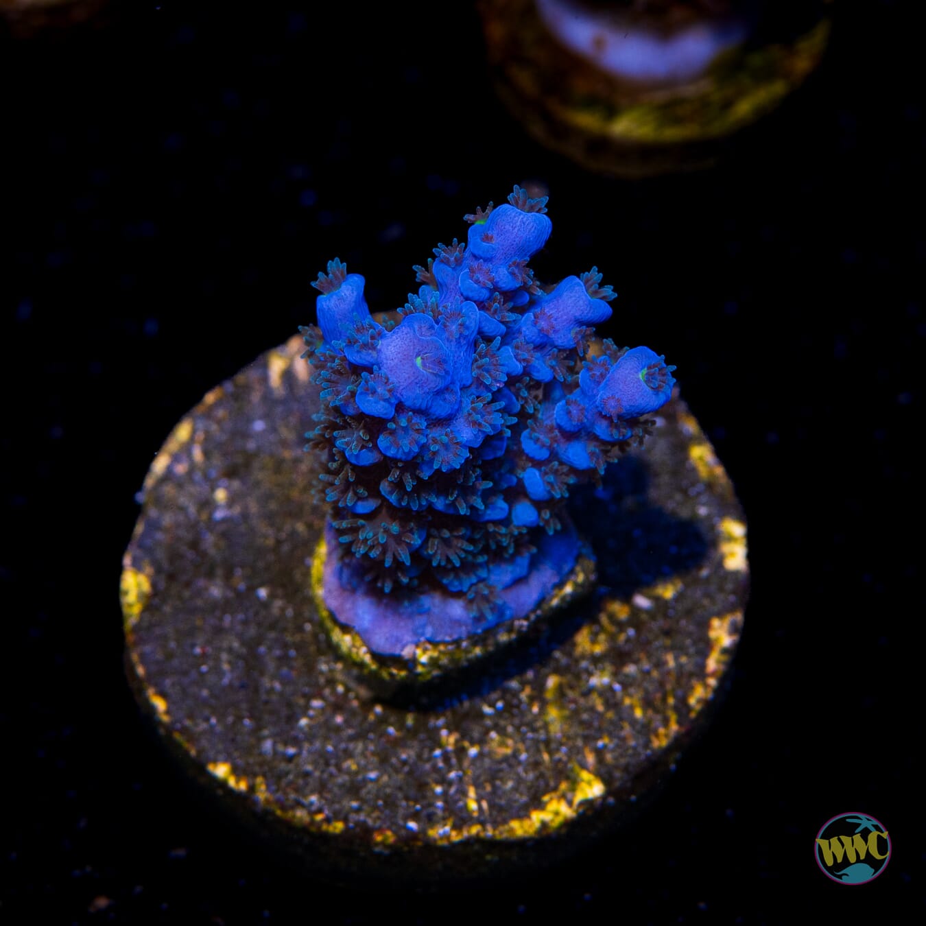 WWC Cobalt Tenuis Acropora