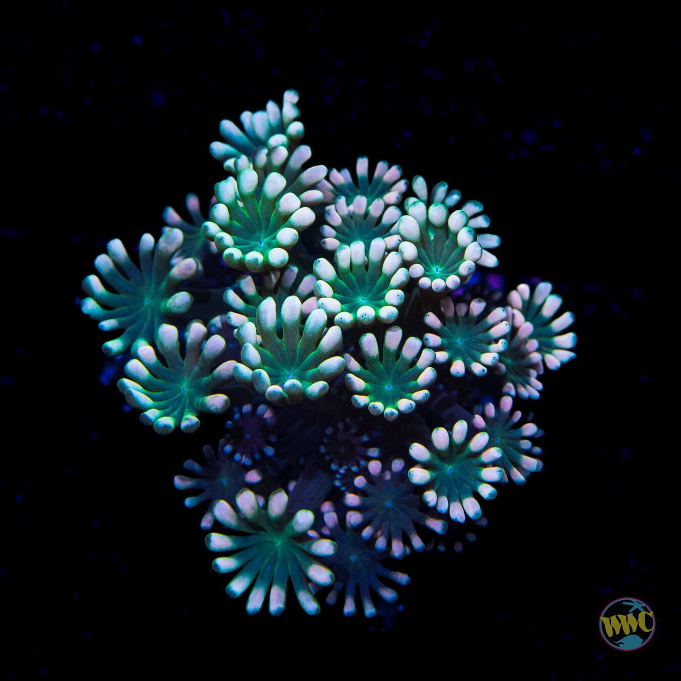 Hologram Alveopora