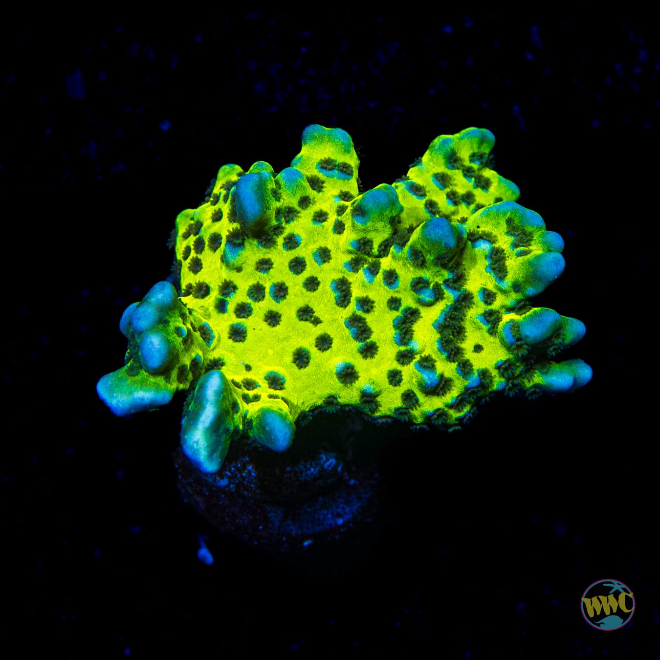 WWC Slimeball Spongodes Montipora