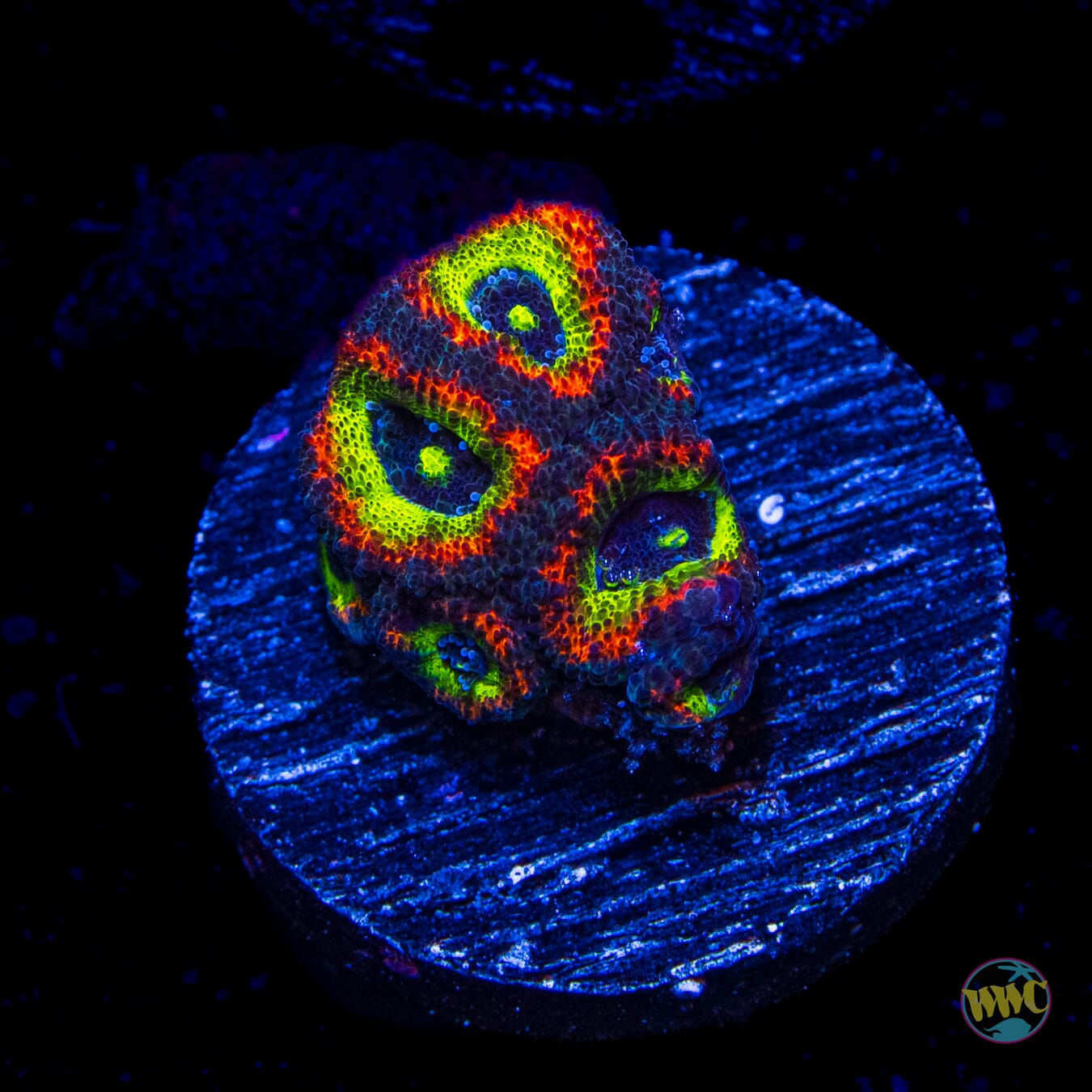 WWC Holy Grail Micromussa