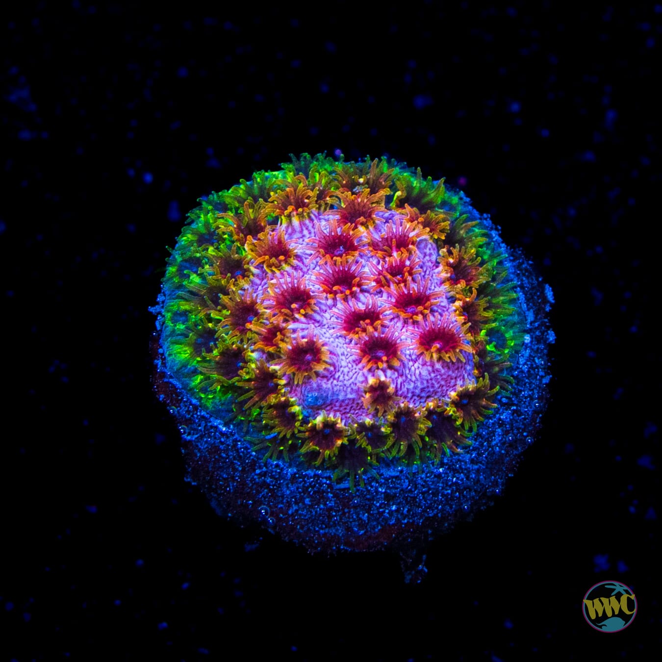 WWC Skittles Bomb Cyphastrea