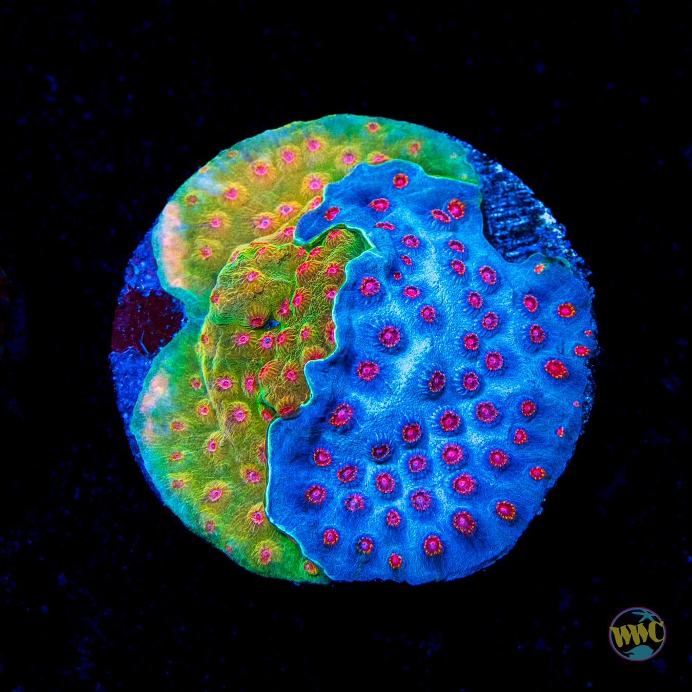 WWC Defcon and Master Blaster Combo Cyphastrea