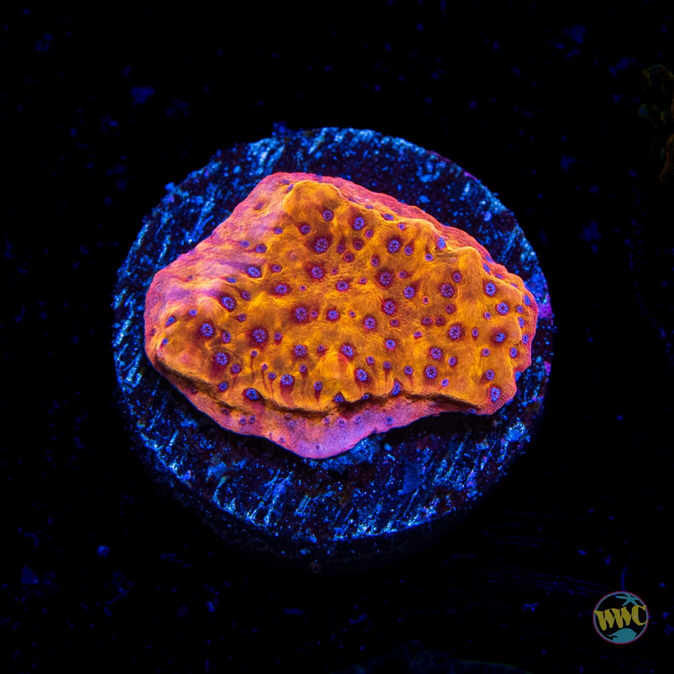 WWC Quicksand Montipora