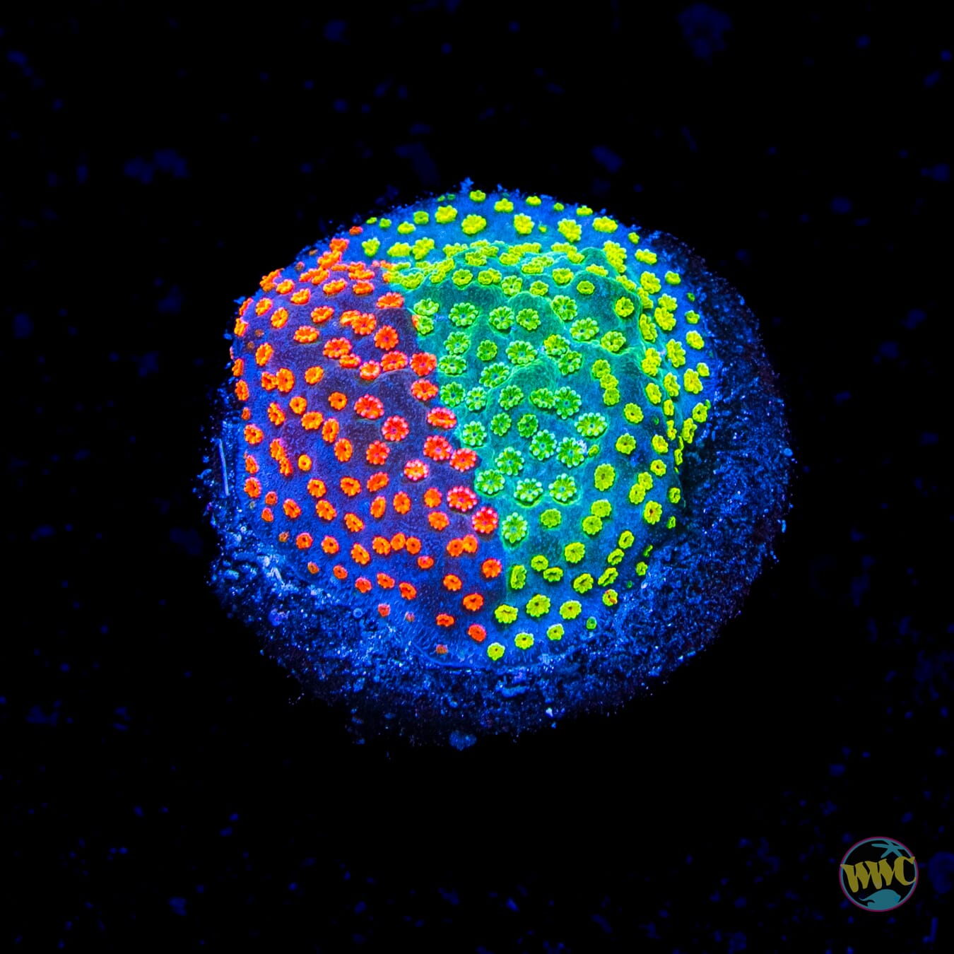 Jason Fox Dizzy Spell Montipora