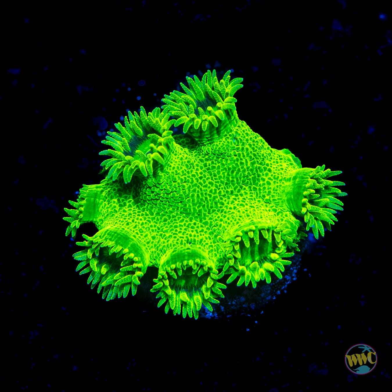 WWC Neon Peltata Turbinaria