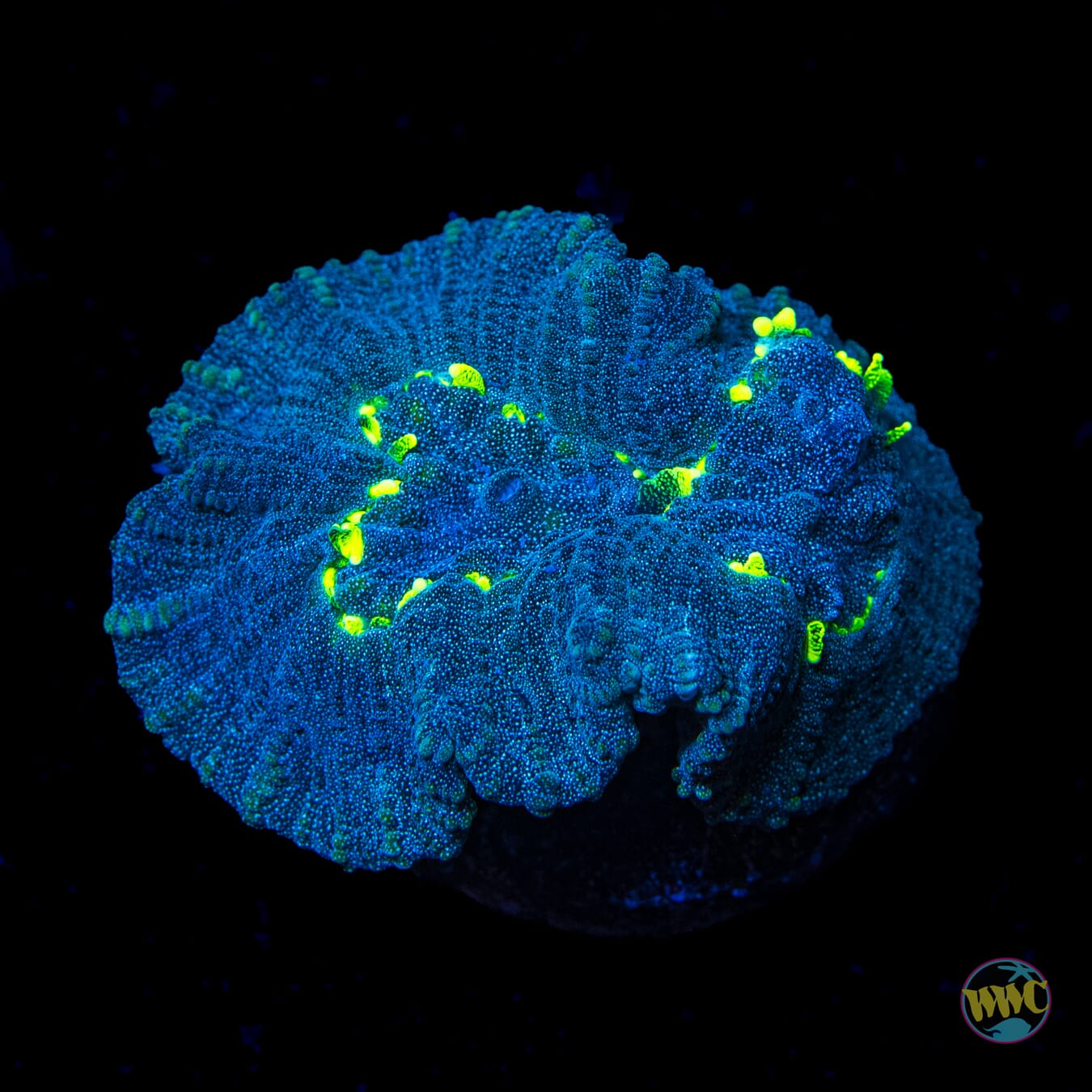WWC Neon Polyp Oulophyllia