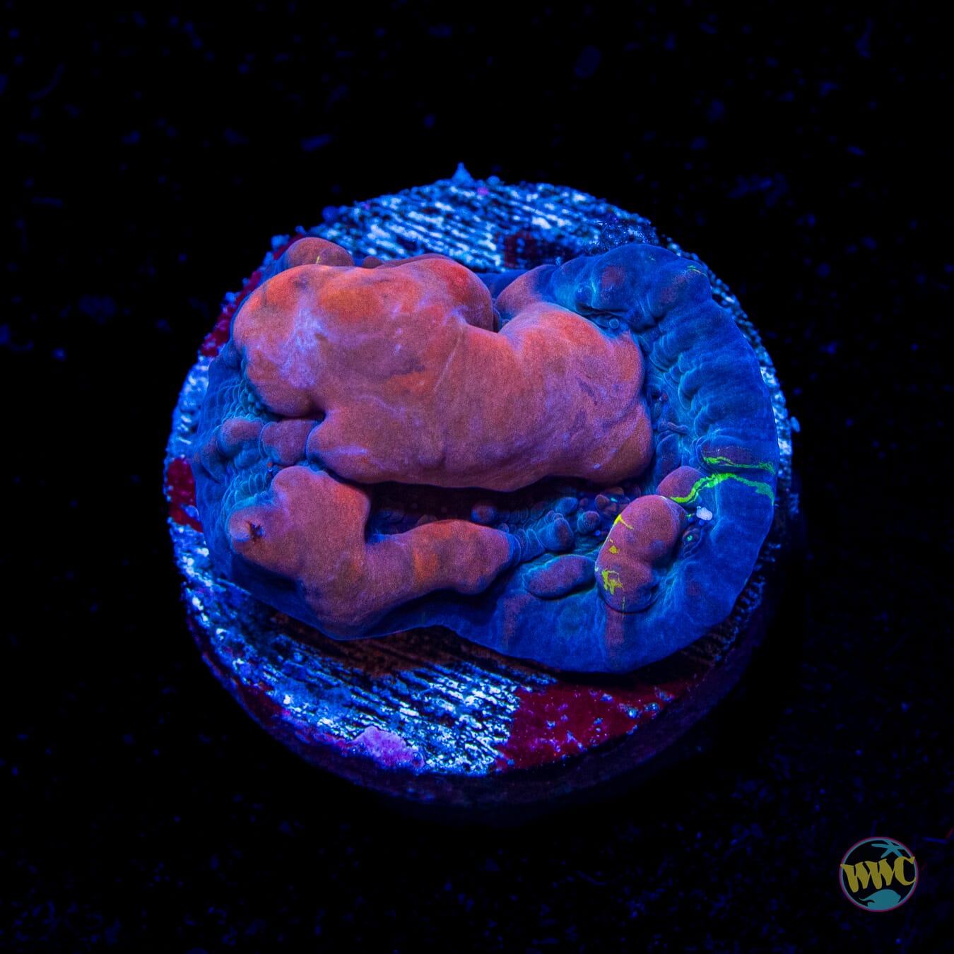 WWC Cosmic Candy Bounce Chalice