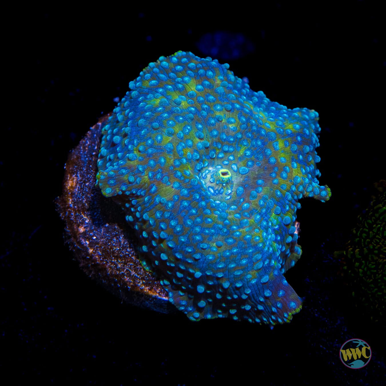 Blue Dot Disco Mushroom