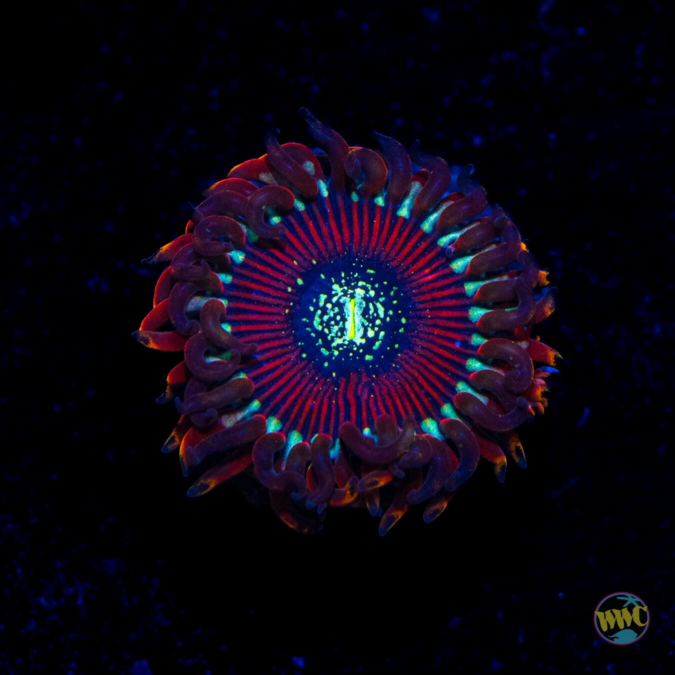 Magician Zoanthid