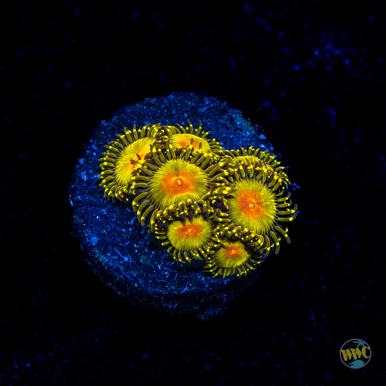 WWC Golden Gods Zoanthids