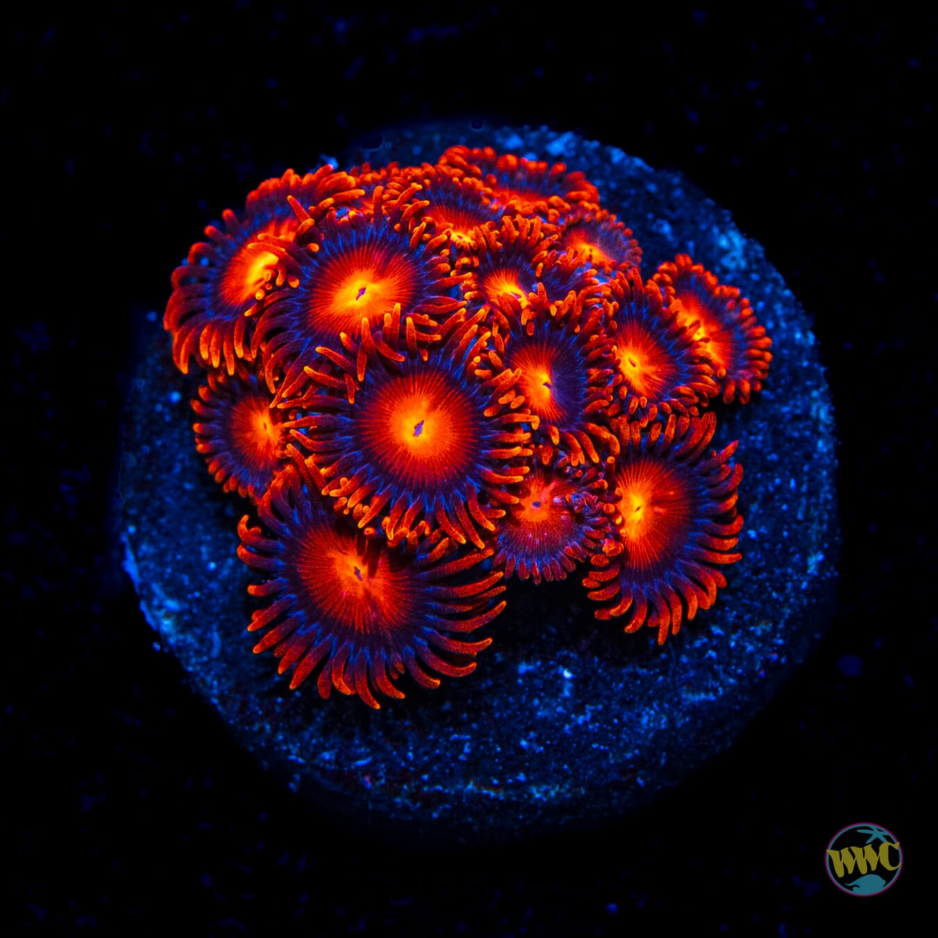 Bam Bamz Zoanthids