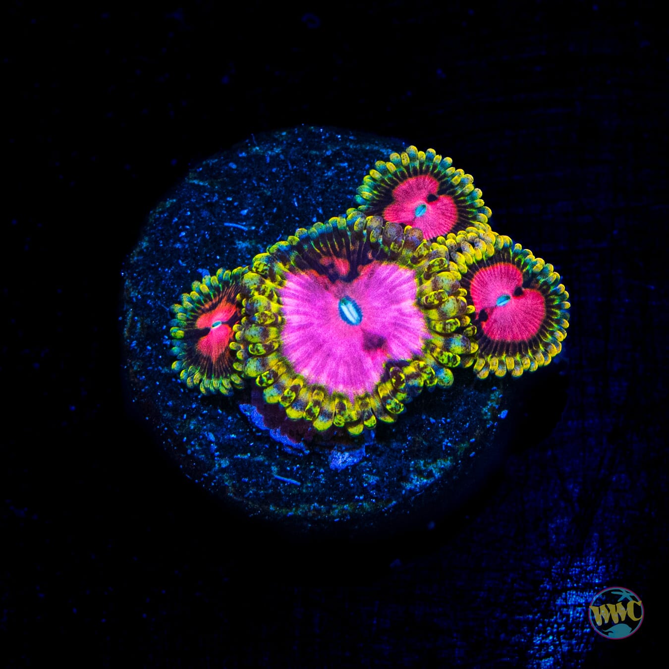 RR Pink Diamond Zoanthids