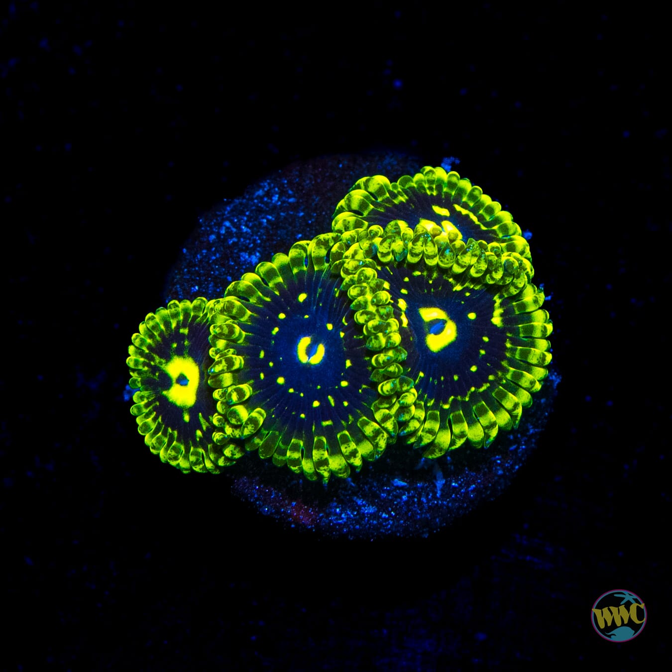 Exosphere Zoanthids