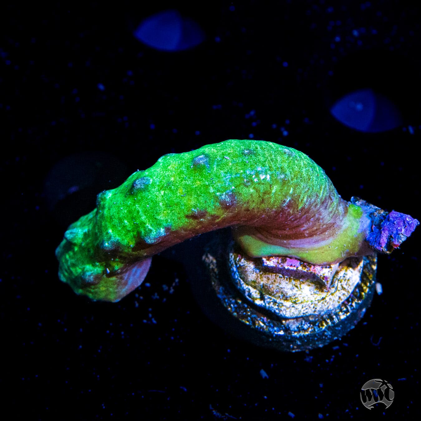 WWC Green Snake Polyp - Daylight Photo