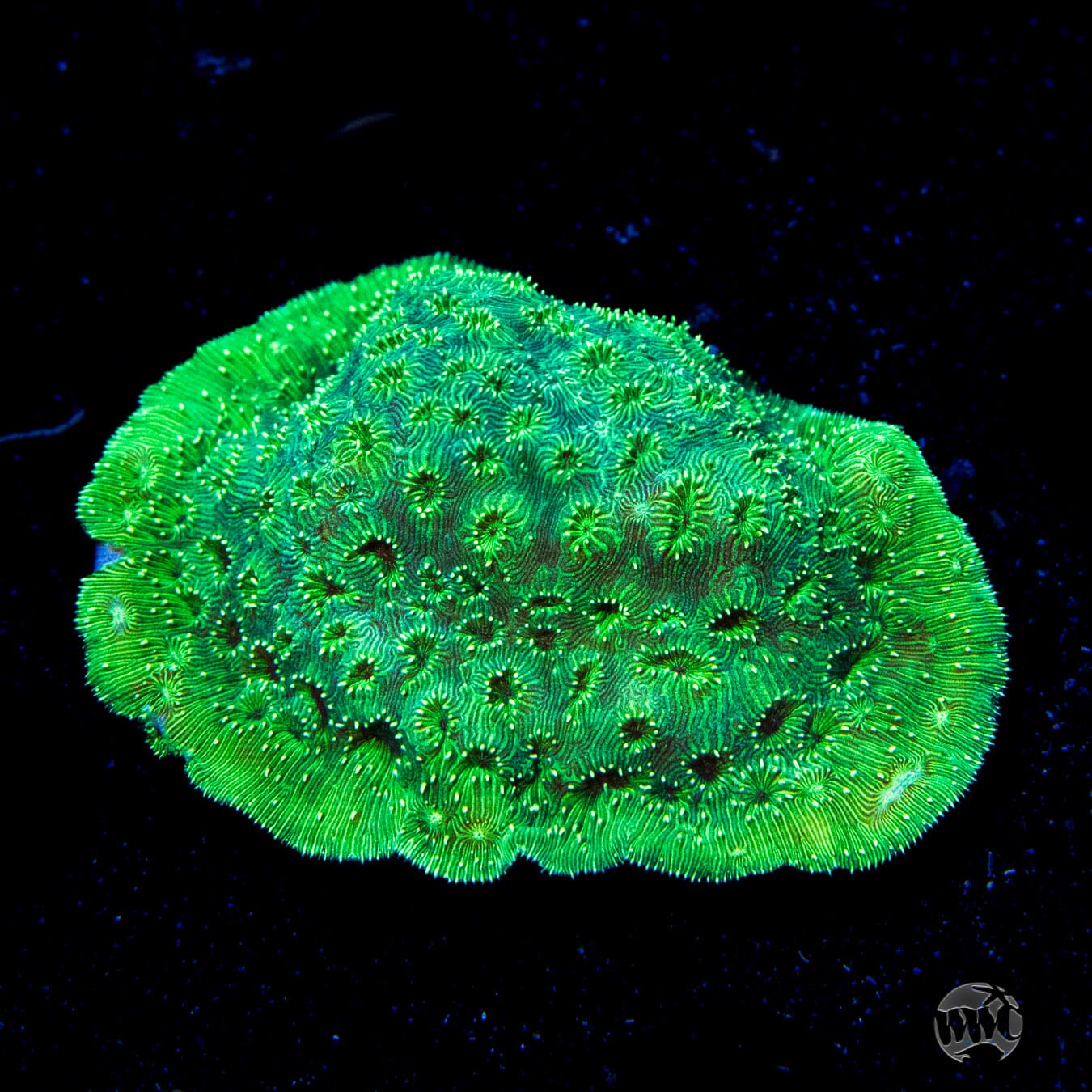 WWC Blazing Green Pavona - Daylight Photo