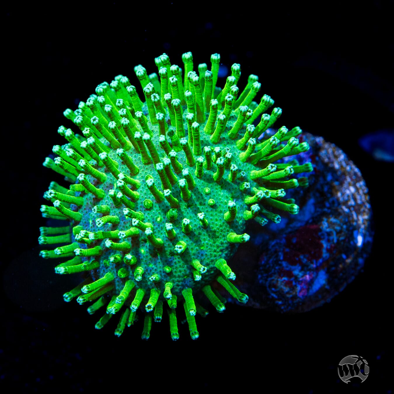 WWC Neon Polyp Toadstool Leather - Daylight Photo