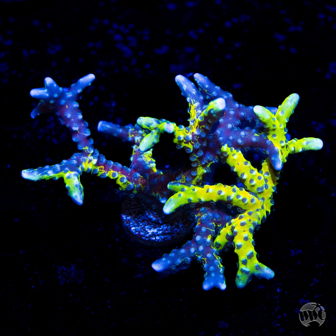 Golden Rod Grafted Anacropora