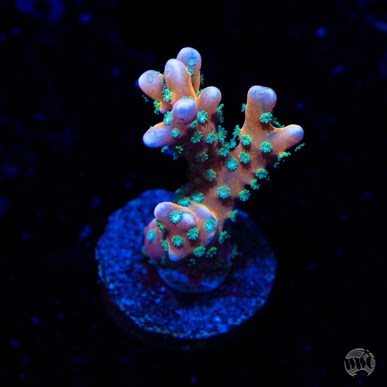 RR Tropicana Anacropora