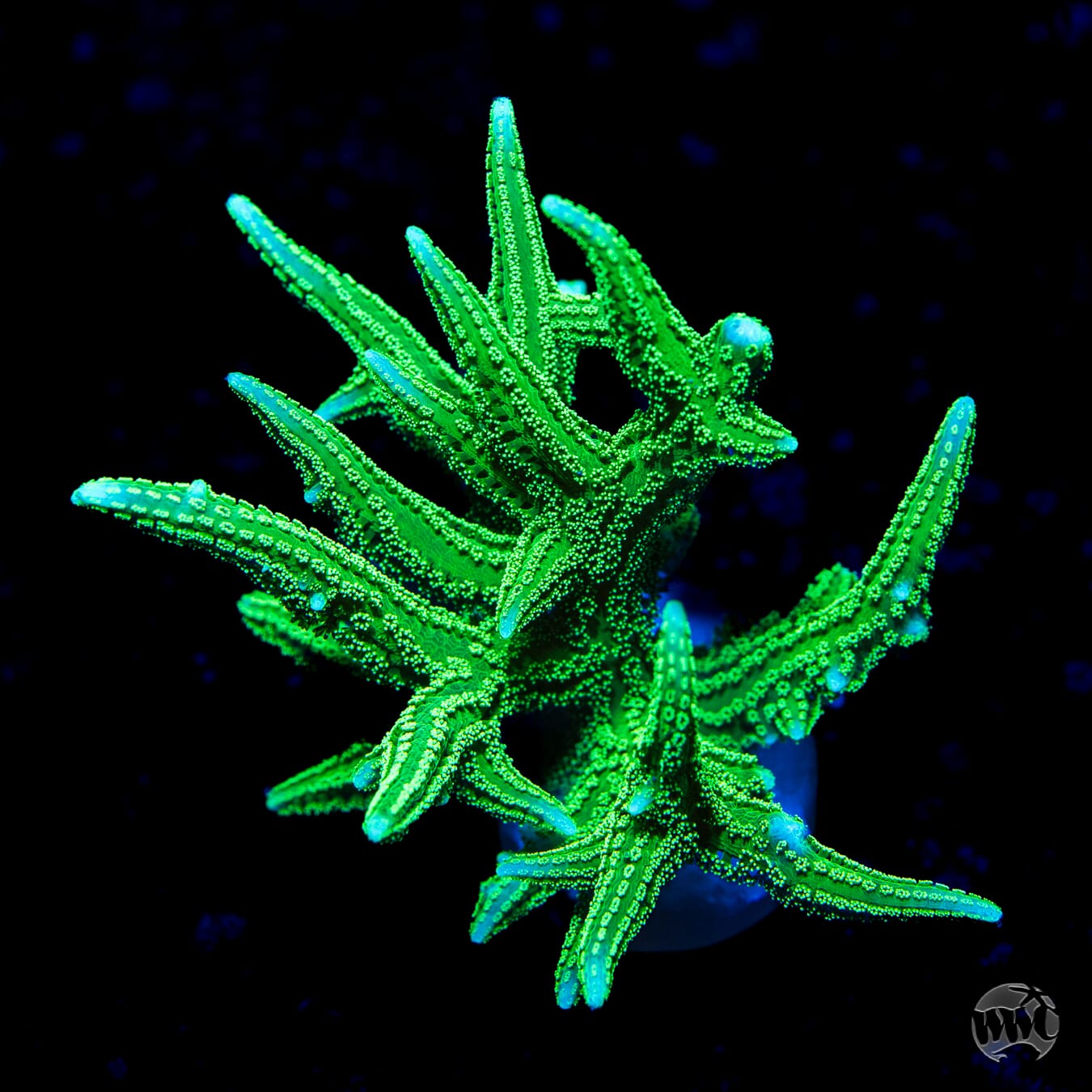 RW Jade Dragon Birdsnest