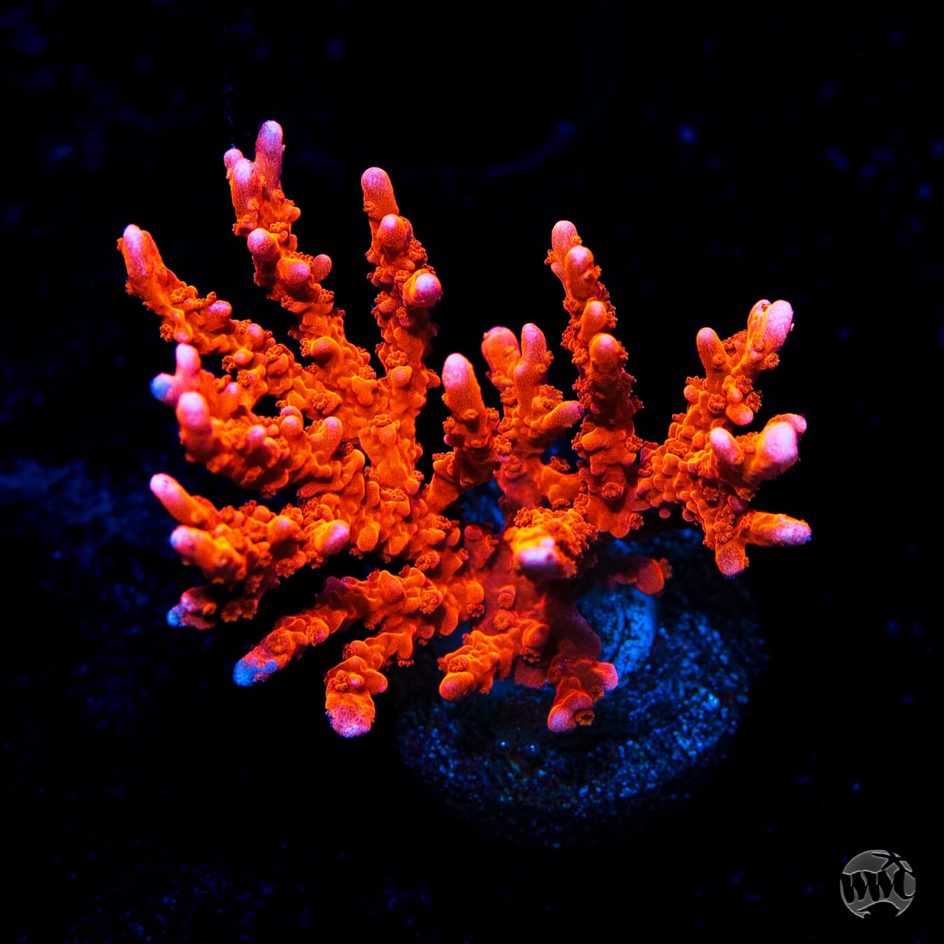Jason Fox Firestarter Montipora