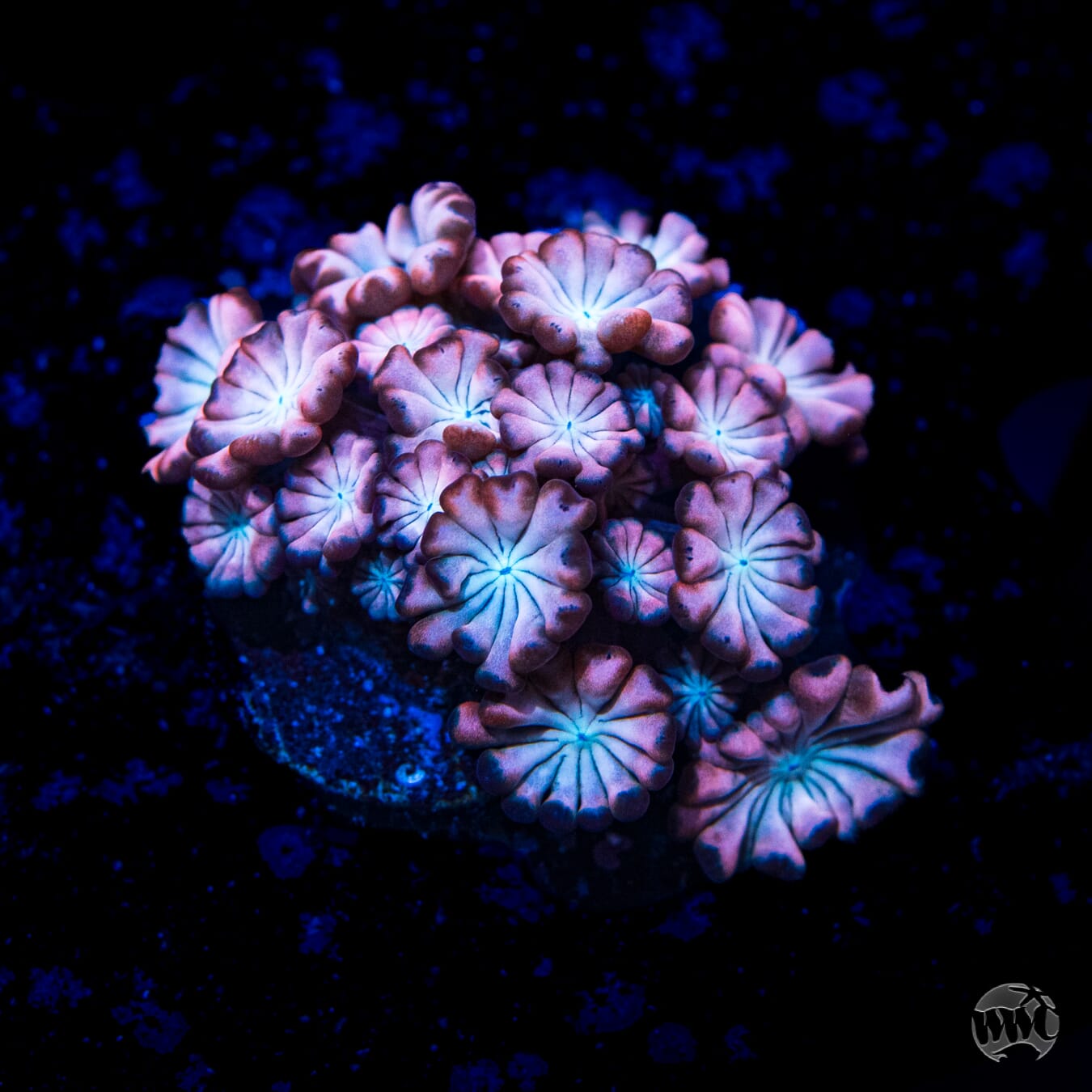 I Love Lavender Alveopora