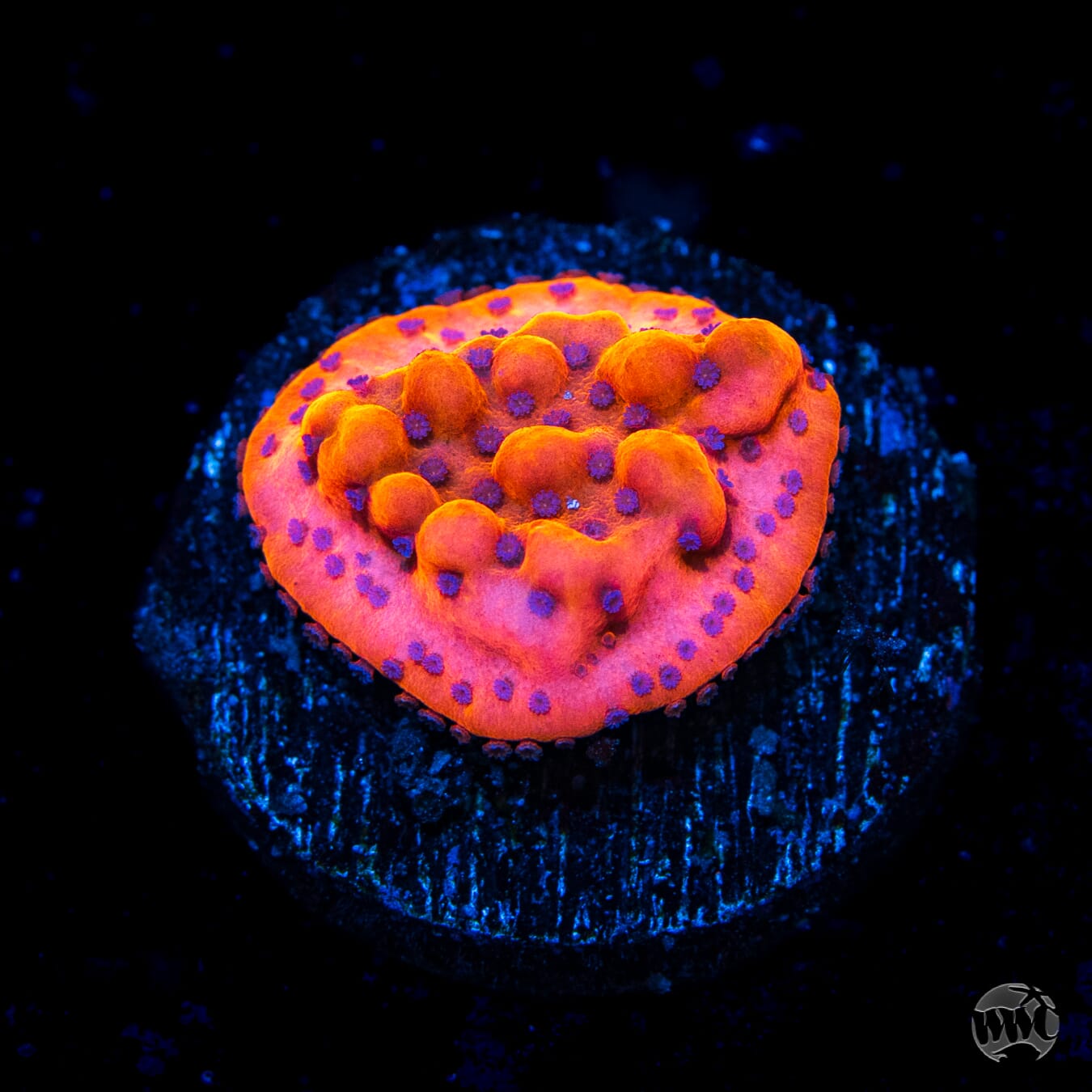 Jason Fox Altered Ego Montipora