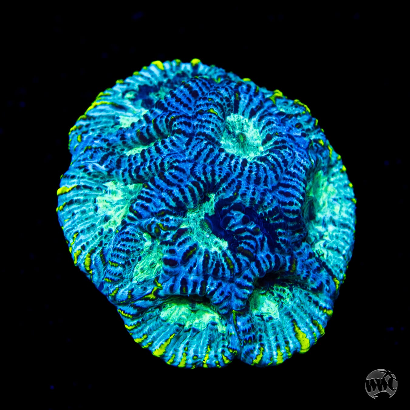 Blue Zebra Favia