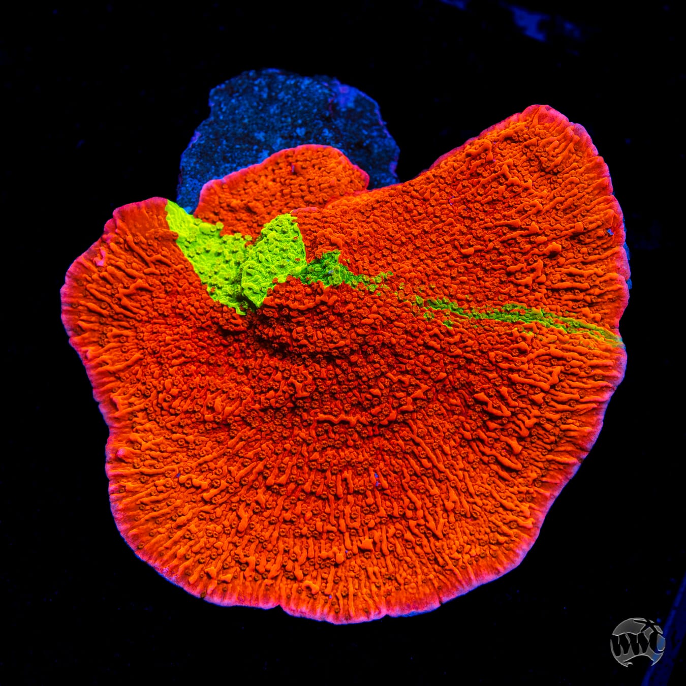 WWC Triple Threat Grafted Montipora
