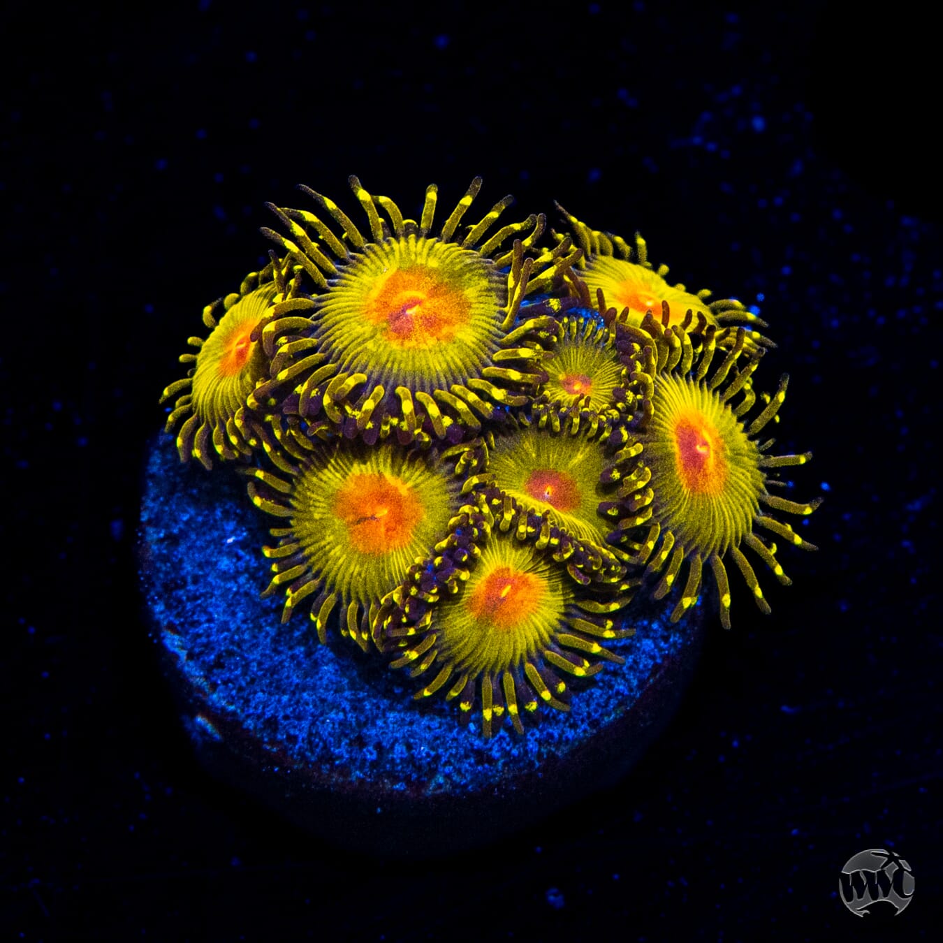 WWC Golden Gods Zoanthids