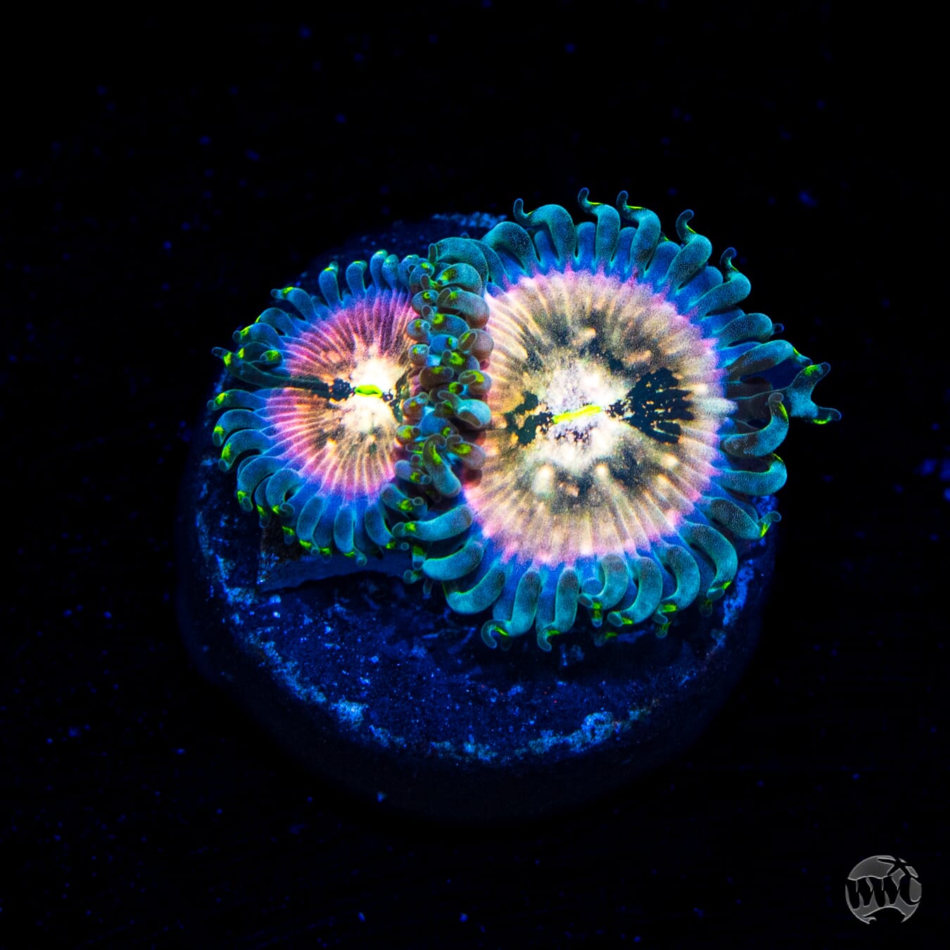 WWC Hawaiian Ding Dang Zoanthids