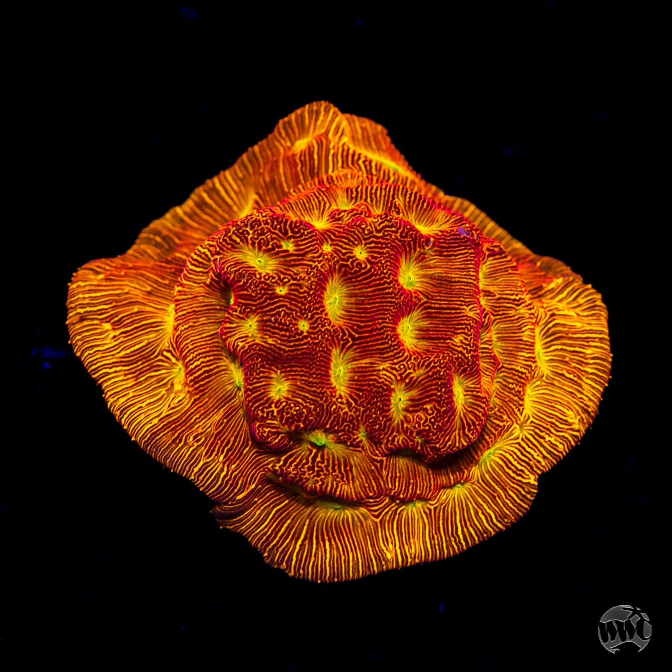 Jason Fox Lethal Leptoseris