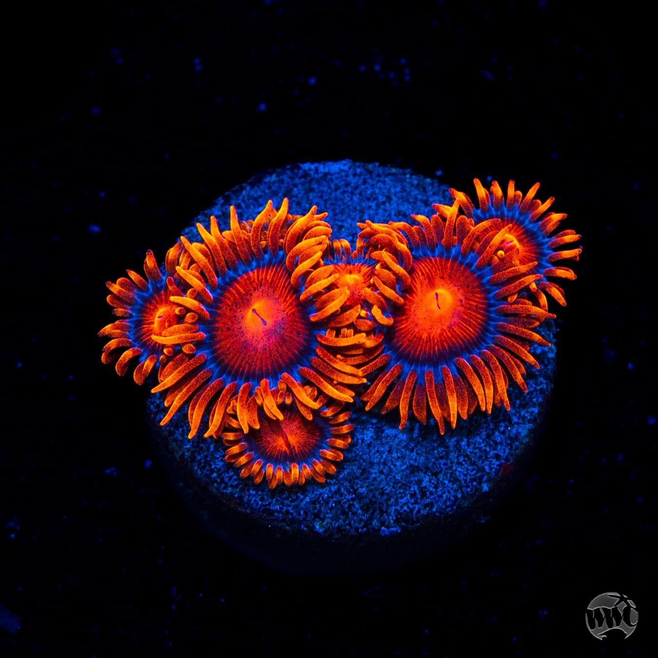 Bam Bamz Zoanthids