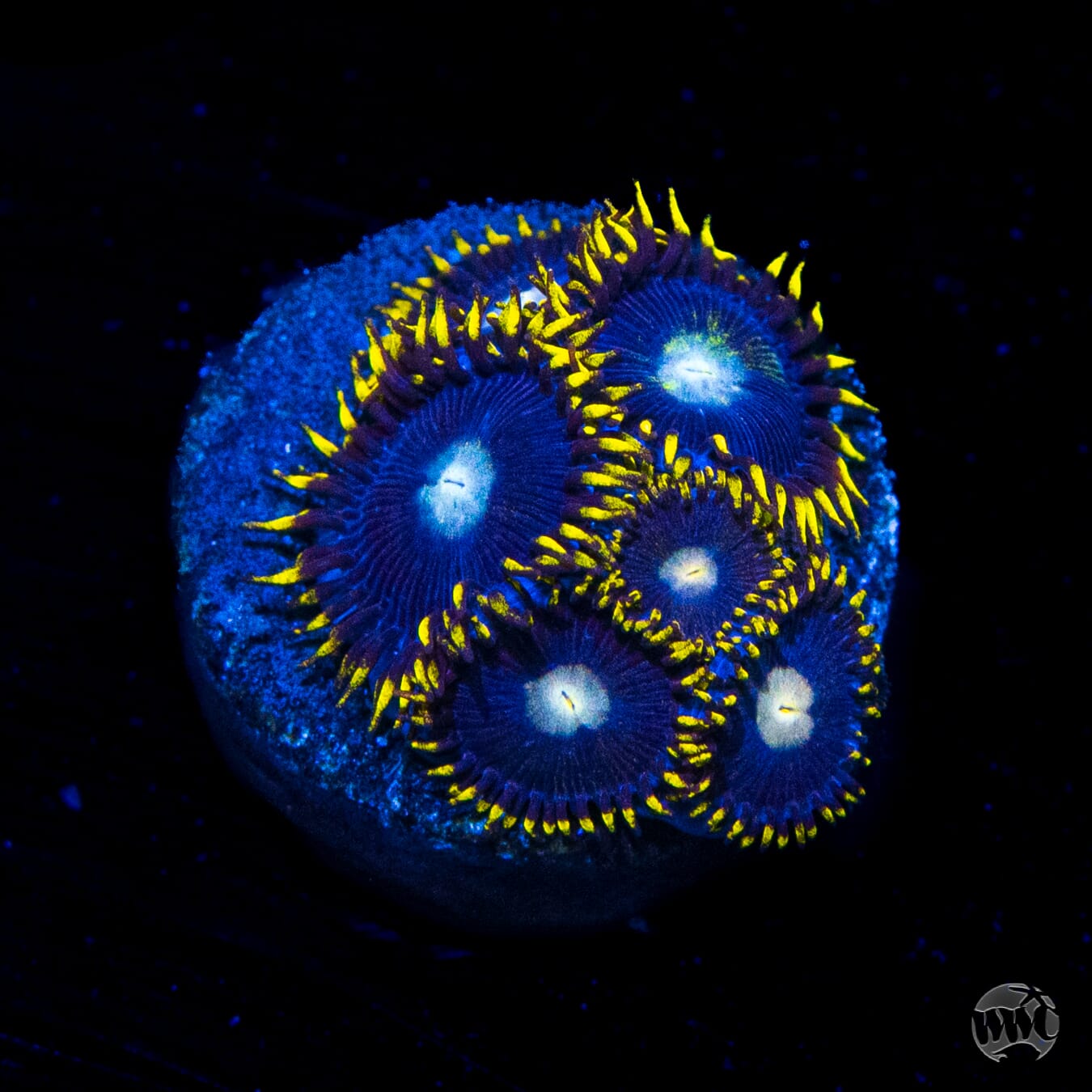 WWC Crown Royal Zoanthids