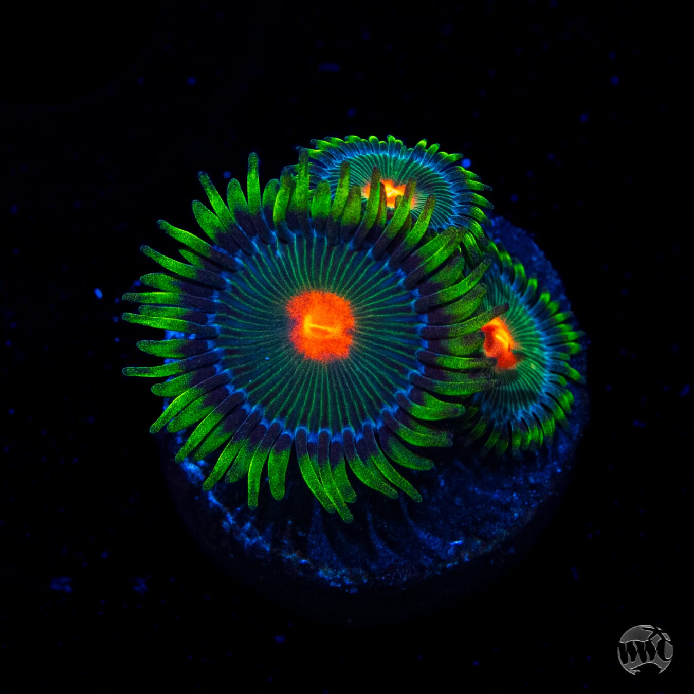 WWC Campfire Zoanthids