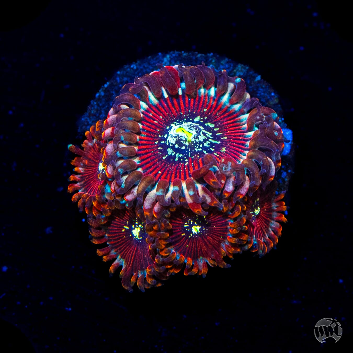 Magicican Zoanthids