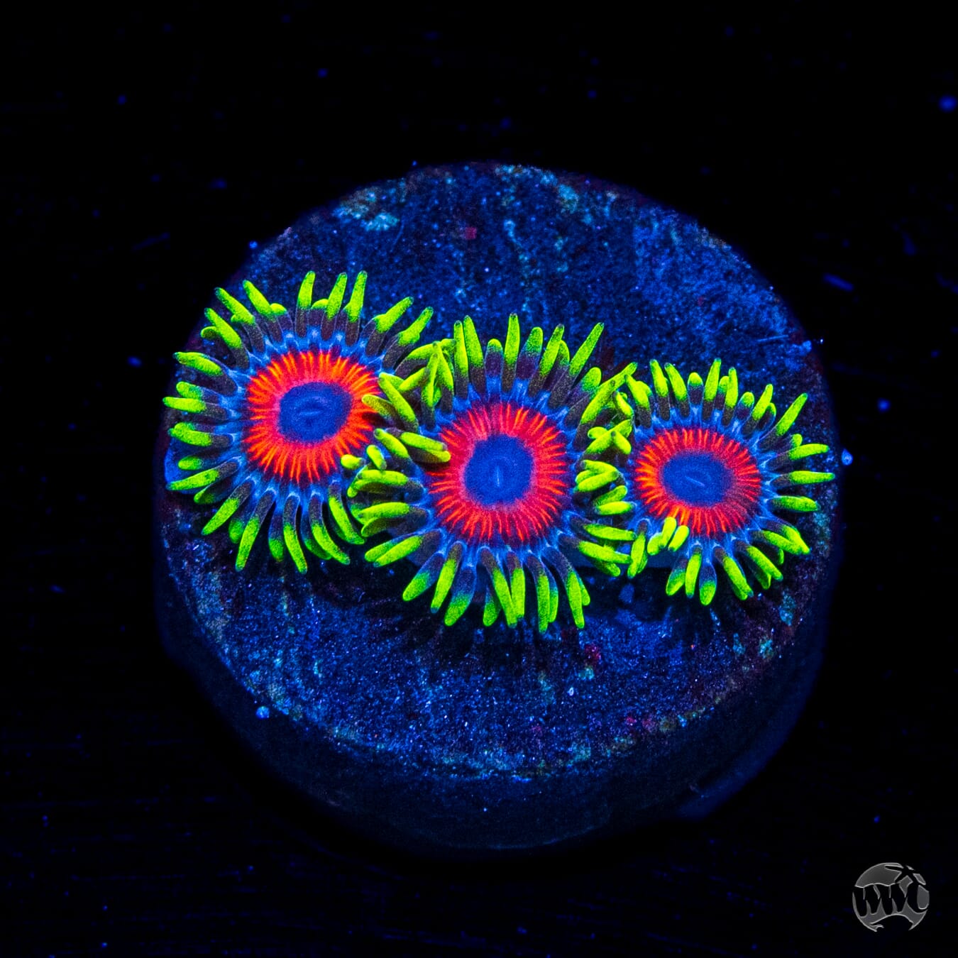 Whammin Watermelon Zoanthids