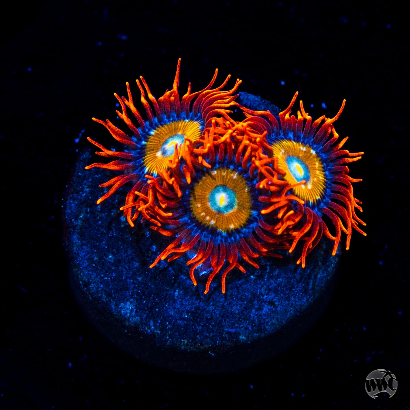 WWC Blondies Zoanthids