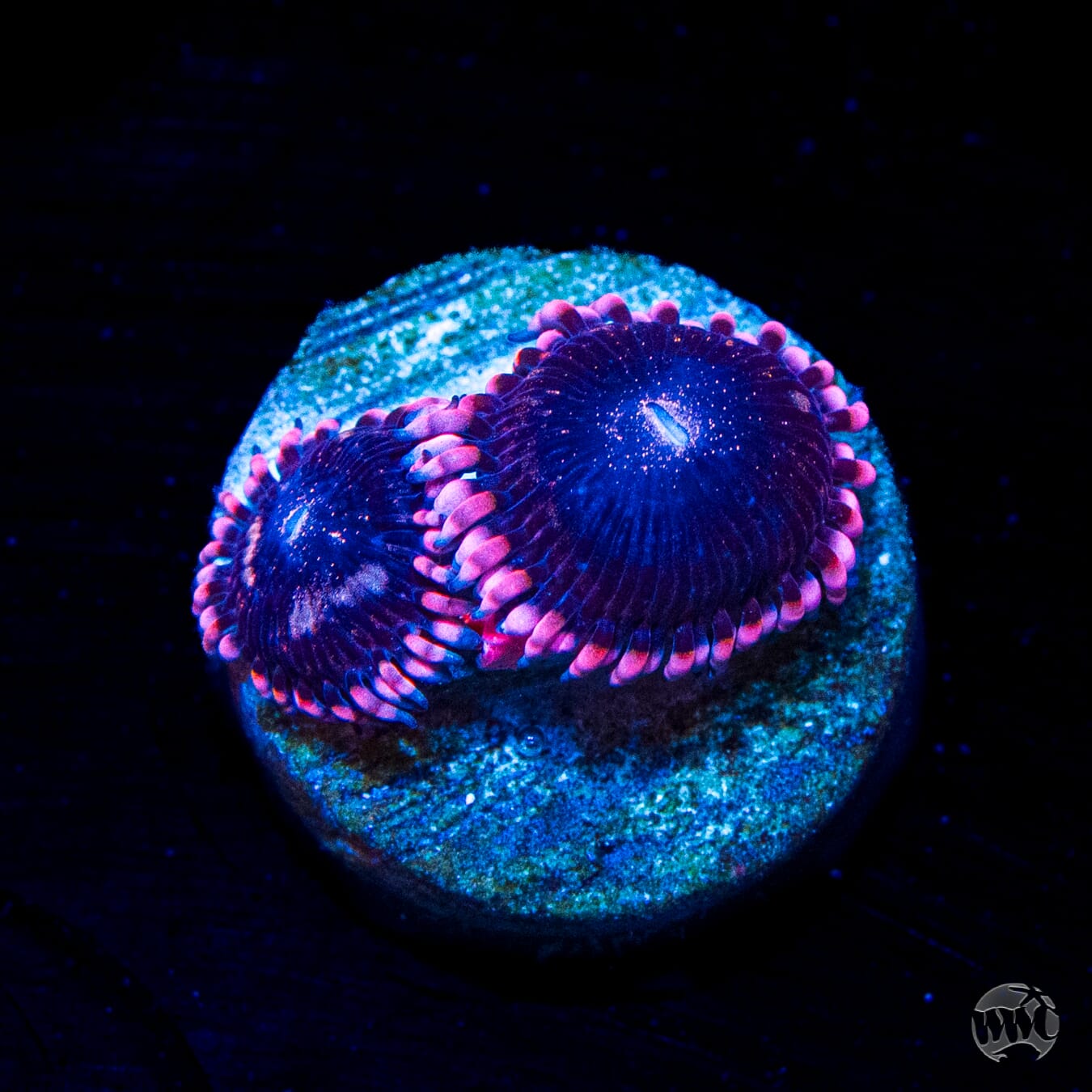 WWC Laffy Taffy Zoanthids