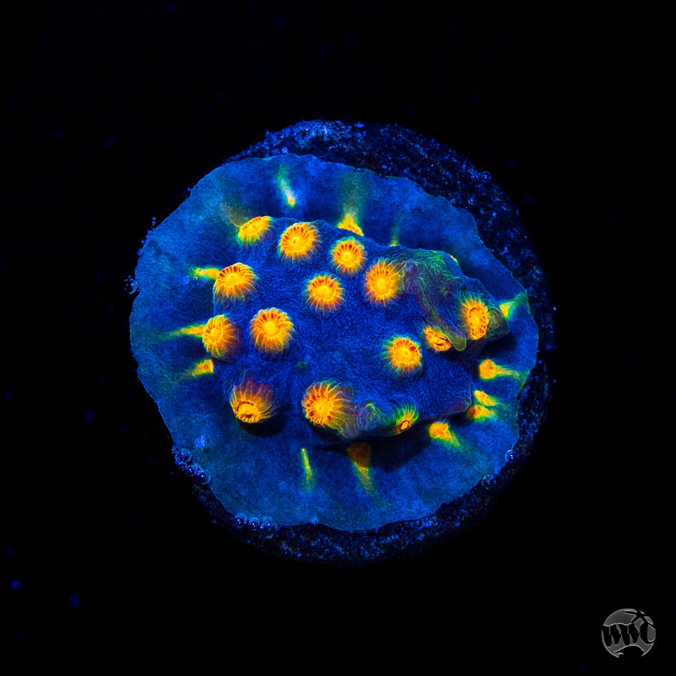 WWC Rainbow Madness Cyphastrea