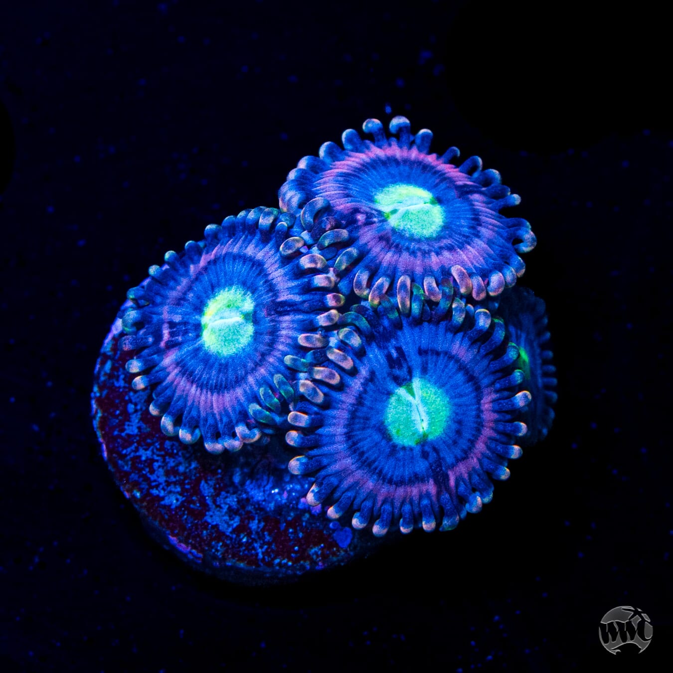 WWC Pink Watermelon Zoanthids