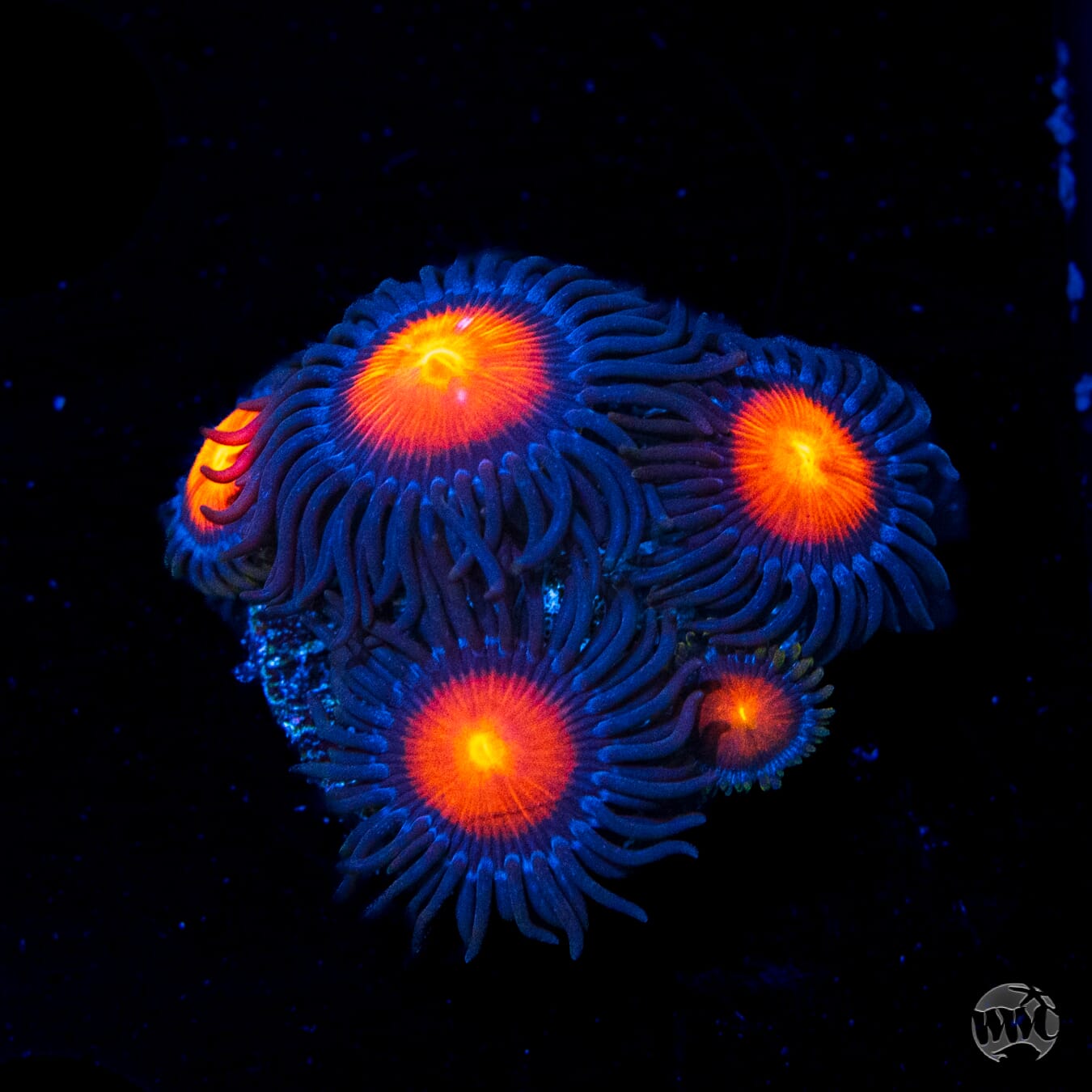 WWC Burning Mans Zoanthids