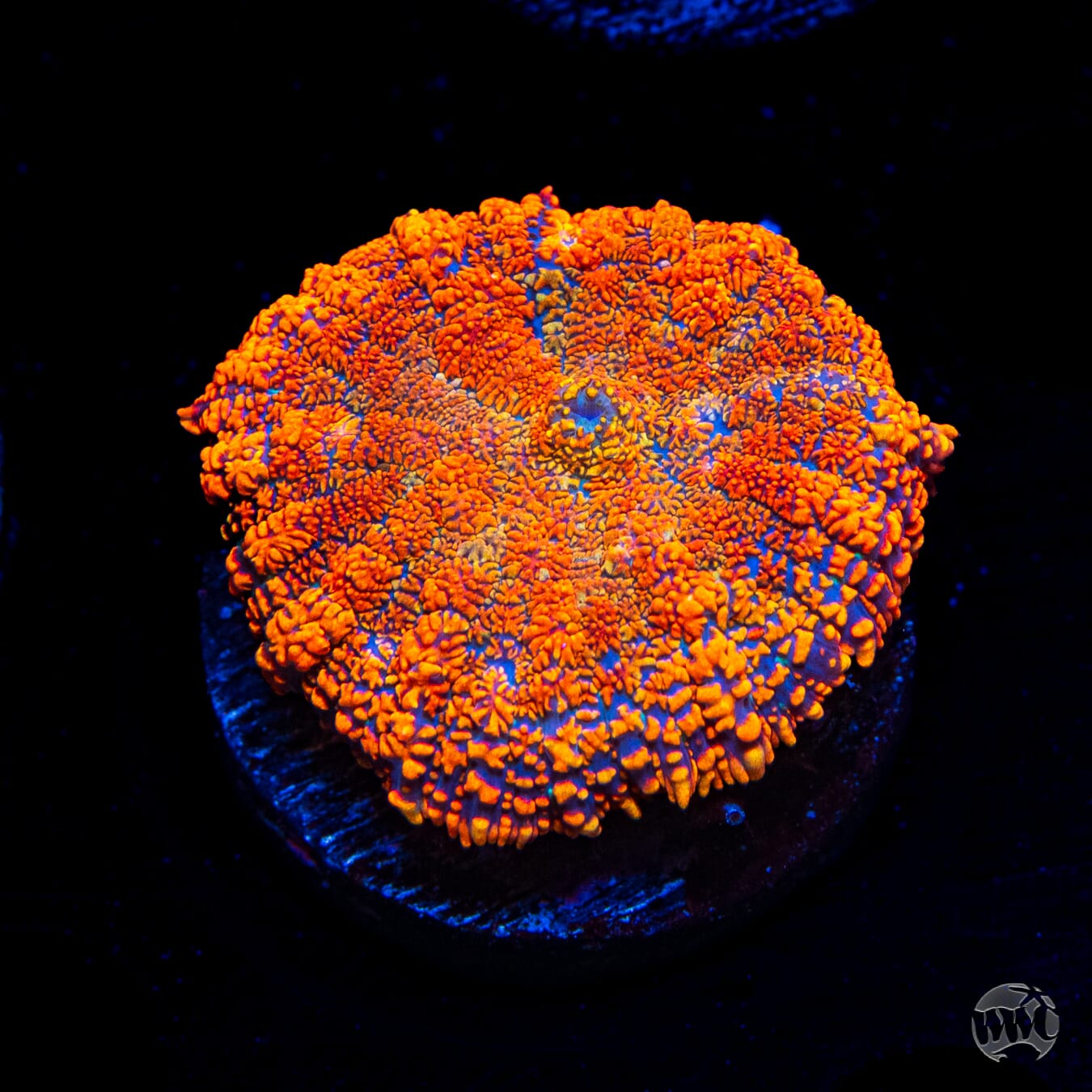 Megablaster Rhodactis Mushroom