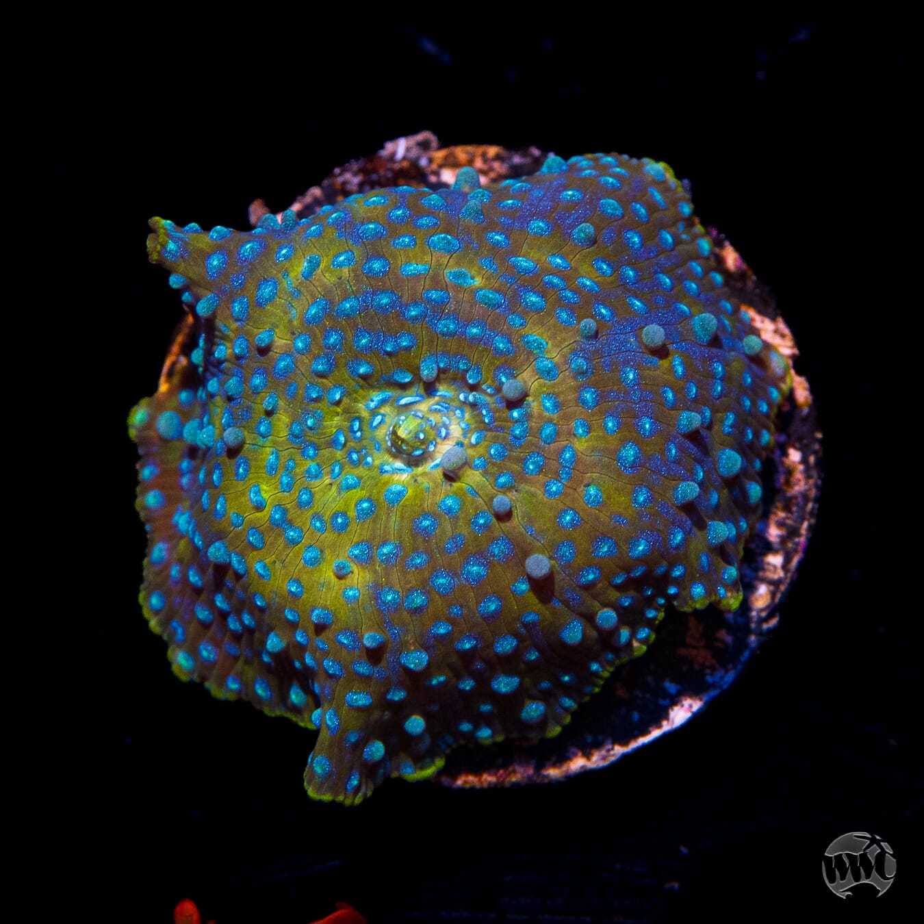 Falling Iguana Discosoma Mushroom