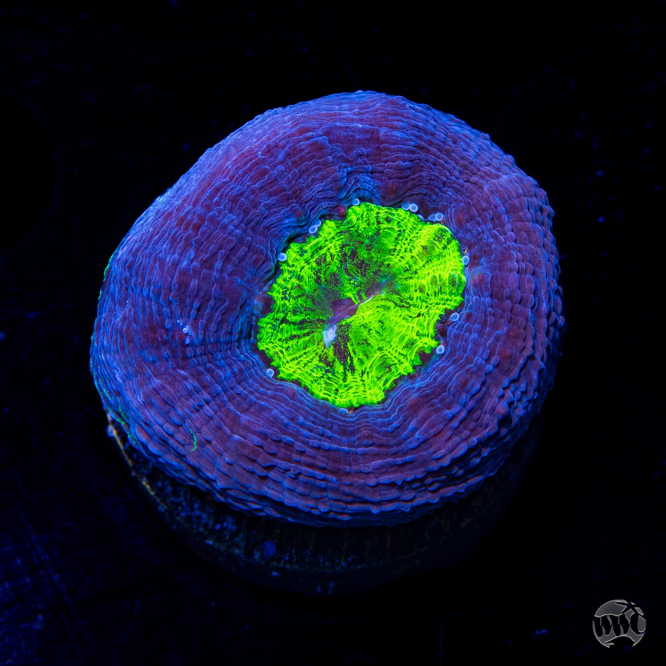 WWC Blue Hole Bowerbanki