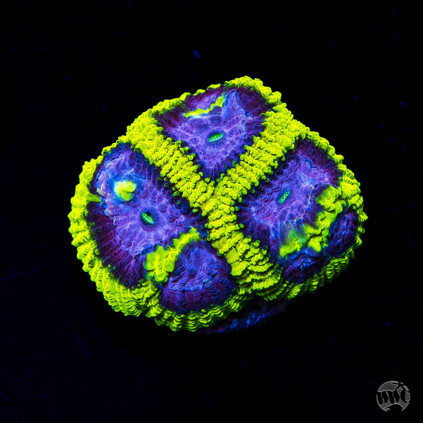 WWC Space Monkey Favia